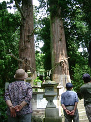 諏訪神社の翁杉・媼杉